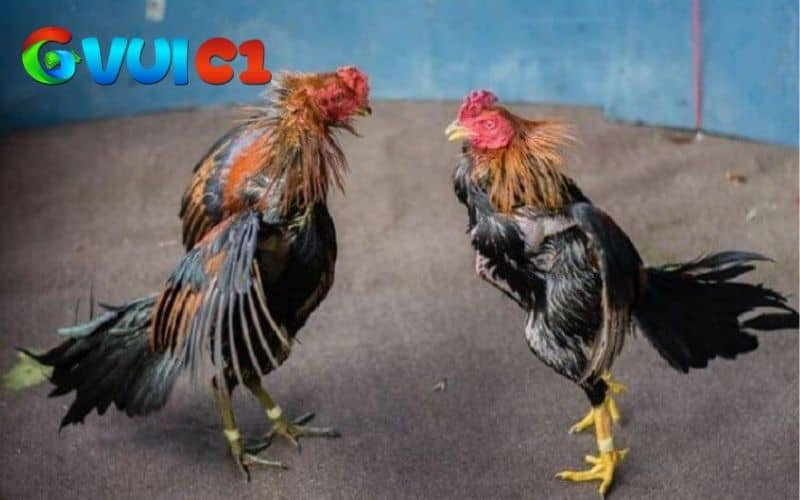 Gà chạy kiệu có lối đá di chuyển linh hoạt và né đòn khéo léo Gà chạy kiệu có lối đá di chuyển linh hoạt và né đòn khéo léo