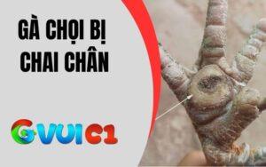 Gà Chọi Bị Chai Chân