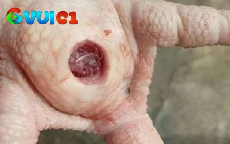 Gà chọi bị chai chân là ở vùng đệm bàn chân xuất hiện mảng da dày và nứt nhẹ Gà chọi bị chai chân là ở vùng đệm bàn chân xuất hiện mảng da dày và nứt nhẹ
