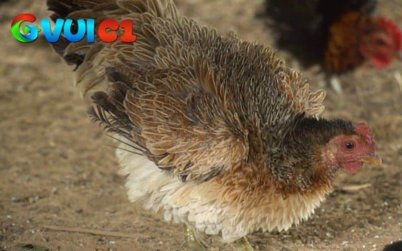 Gà chọi bị xù lông có nhiều nguyên nhân khác nhau Gà chọi bị xù lông có nhiều nguyên nhân khác nhau
