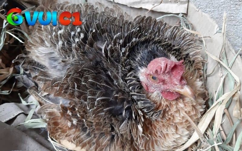 Gà chọi bị xù lông không phải là triệu chứng mà đang gặp vấn đề sức khỏe Gà chọi bị xù lông không phải là triệu chứng mà đang gặp vấn đề sức khỏe