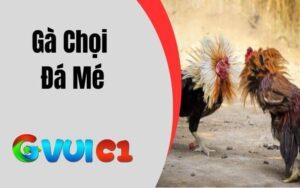 Gà Chọi Đá Mé