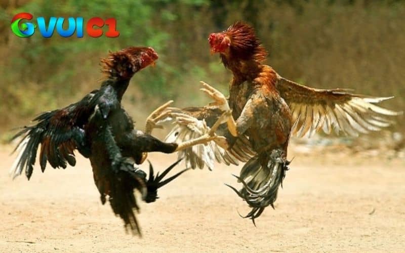 Gà chọi đá mé có lối đá tạt ngang vào vai, mang tai hoặc cổ của đối thủ Gà chọi đá mé có lối đá tạt ngang vào vai, mang tai hoặc cổ của đối thủ
