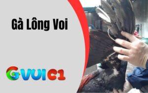 Gà Lông Voi
