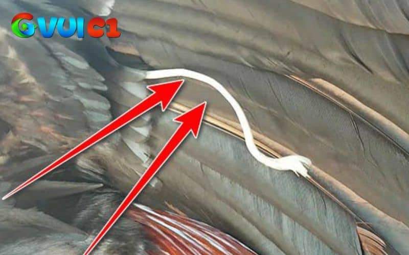 Gà lông voi được nhiều sư kê bỏ số tiền lớn để sở hữu