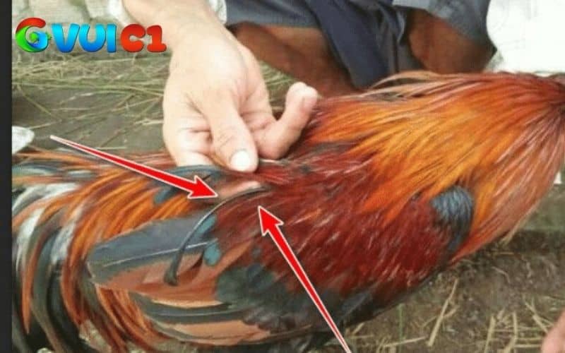 Gà lông voi là gà có sợi lông to bản, dày, dài và hơn xoắn như lông voi