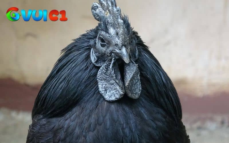 Gà mặt quỷ có giá thành khá cao nhưng vẫn có nhiều người săn đón