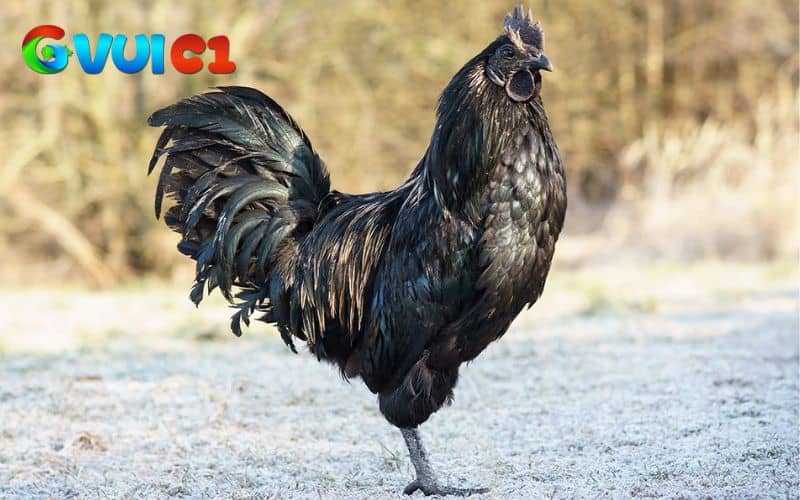 Gà mặt quỷ có nguồn gốc từ Indonesia