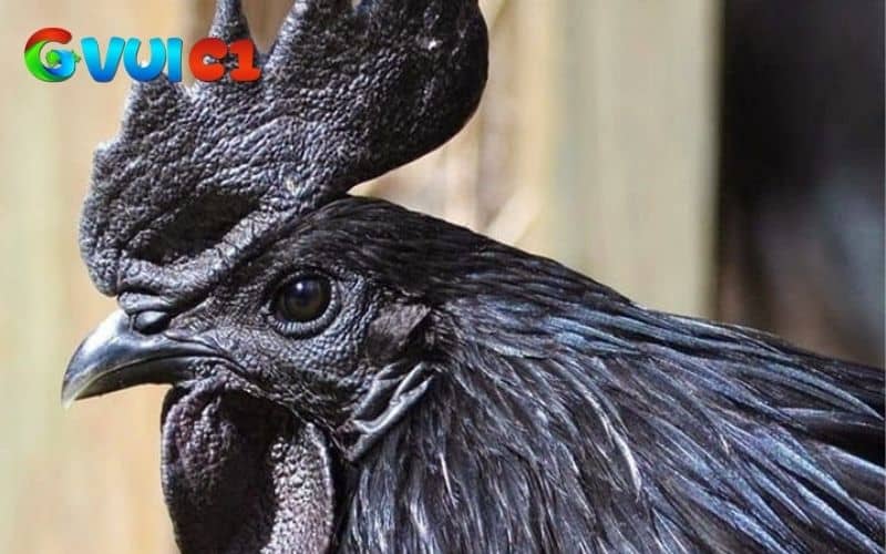 Gà mặt quỷ là giống gà toàn cở thể có một màu đen tuyền