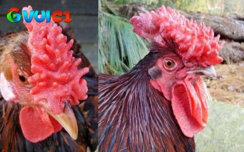 Gà mồng vua phù hợp với nuôi cảnh và lai tạo để bán với giá trị cao
