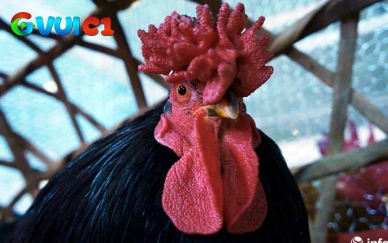 Gà mồng vua thi đấu kém và mồng dễ bị thương