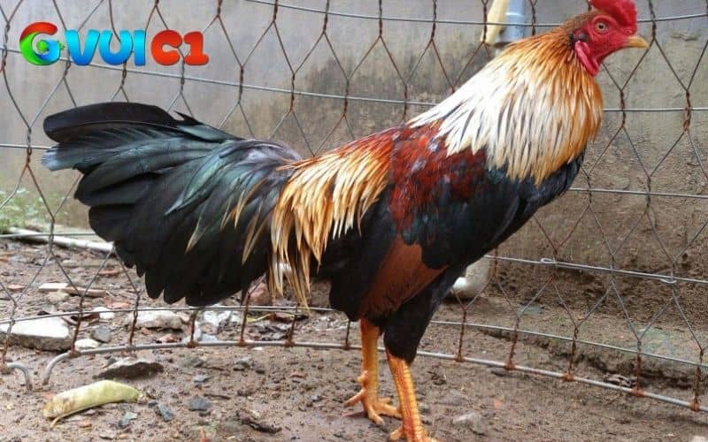 Gà ngũ sắc có bộ lông đẹp, khả năng thi đấu tốt và dễ phối giống Gà ngũ sắc có bộ lông đẹp, khả năng thi đấu tốt và dễ phối giống