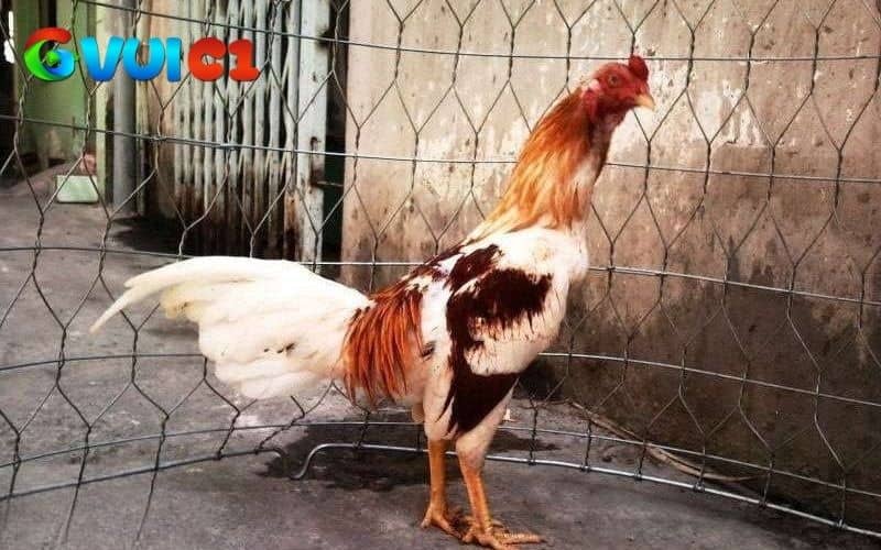 Gà ngũ sắc khá hiếm và thường có giá thành rất cao Gà ngũ sắc khá hiếm và thường có giá thành rất cao