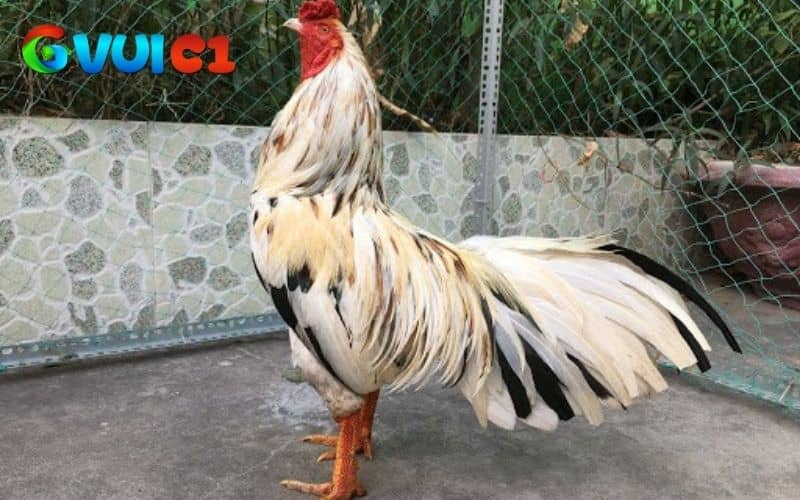 Gà ngũ sắc là gồm có 5 màu sắc trên cùng một cơ thể Gà ngũ sắc là gồm có 5 màu sắc trên cùng một cơ thể