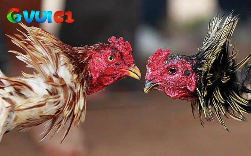 Gà sau khi thi đấu cần được chăm sóc đúng cách để nhanh chóng hồi phục Gà sau khi thi đấu cần được chăm sóc đúng cách để nhanh chóng hồi phục
