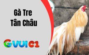 Gà Tre Tân Châu