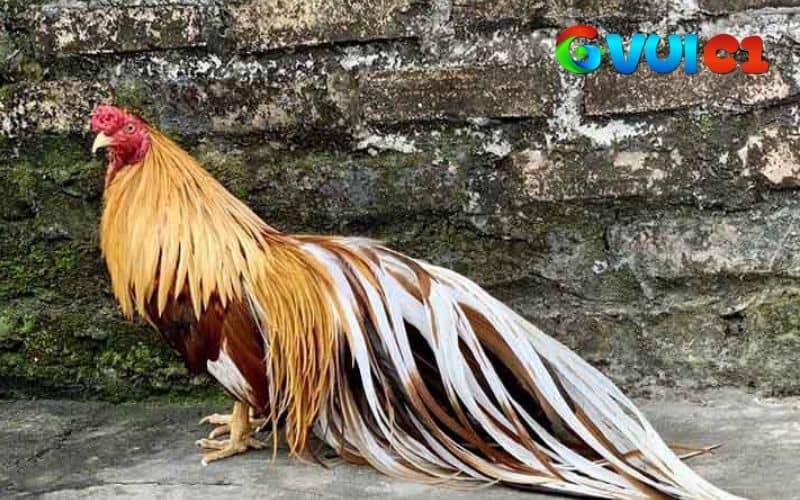 Gà tre Tân Châu bướm có tính thẩm mỹ cao nên được giới chơi gà cảnh săn đón Gà tre Tân Châu bướm có tính thẩm mỹ cao nên được giới chơi gà cảnh săn đón