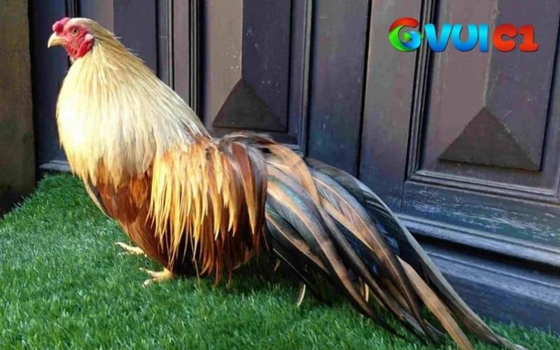 Gà tre Tân Châu có lông đuôi dài, công và mềm Gà tre Tân Châu có lông đuôi dài, công và mềm