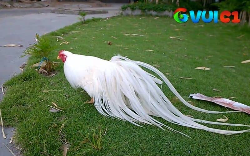 Gà tre Tân Châu có ngoại hình đẹp nên thường được nuôi để làm cảnh Gà tre Tân Châu có ngoại hình đẹp nên thường được nuôi để làm cảnh