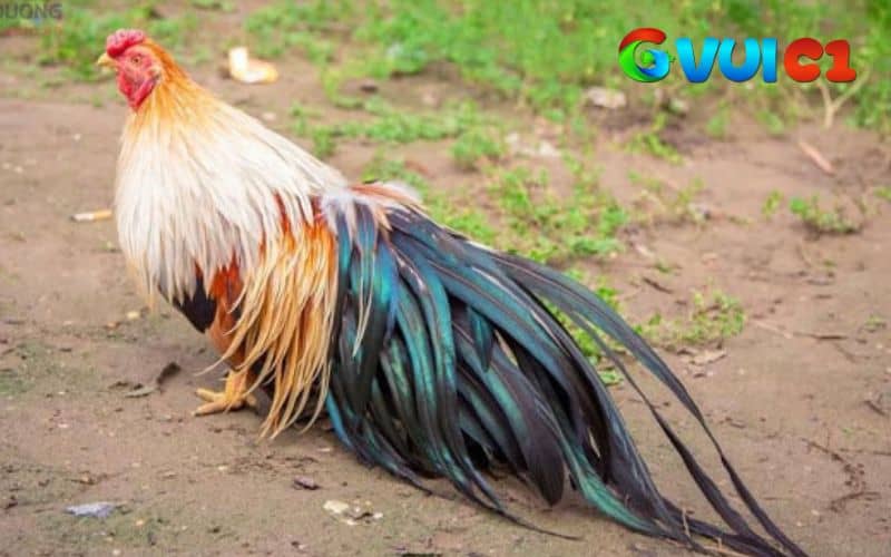 Gà tre Tân Châu có ngoại hình đẹp thường được bán với giá cao Gà tre Tân Châu có ngoại hình đẹp thường được bán với giá cao