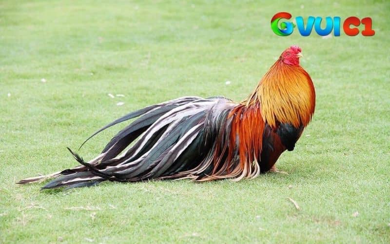 Gà tre Tân Châu có nguồn gốc từ Tân Châu, tỉnh An Giang, Việt Nam Gà tre Tân Châu có nguồn gốc từ Tân Châu, tỉnh An Giang, Việt Nam