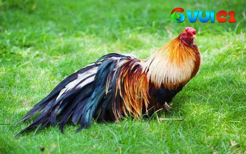 Gà tre Tân Châu điều thường có bộ lông đỏ tươi hoặc đỏ sẫm vô cùng hiếm thấy Gà tre Tân Châu điều thường có bộ lông đỏ tươi hoặc đỏ sẫm vô cùng hiếm thấy