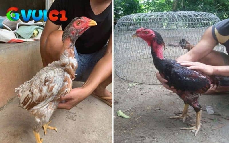 Giai đoạn 1 gà chuẩn bị thay lông và cung cấp đầy đủ các chất dinh dưỡng