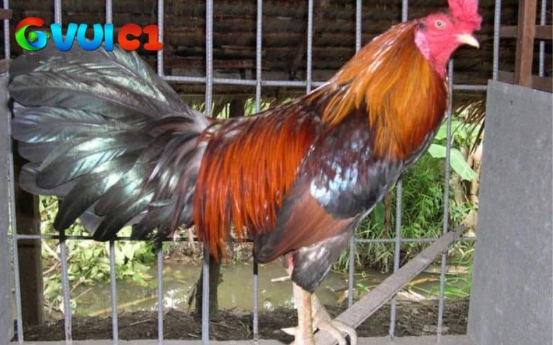 Giai đoạn 3 lông mọc hoàn chỉnh, có thể tập luyện nhẹ để trở lại thi đấu