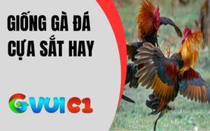 Giống Gà Đá Cựa Sắt Hay
