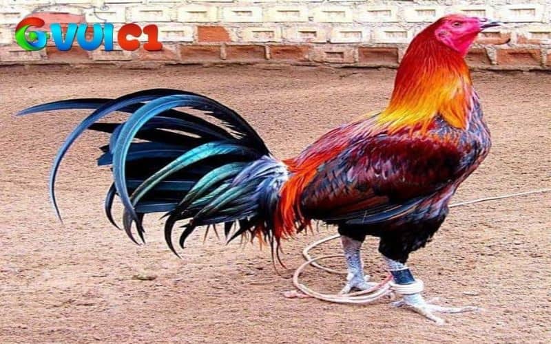 Giống gà Peru Giống gà Peru