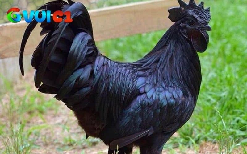 Hình dạng của gà mặt quỷ
