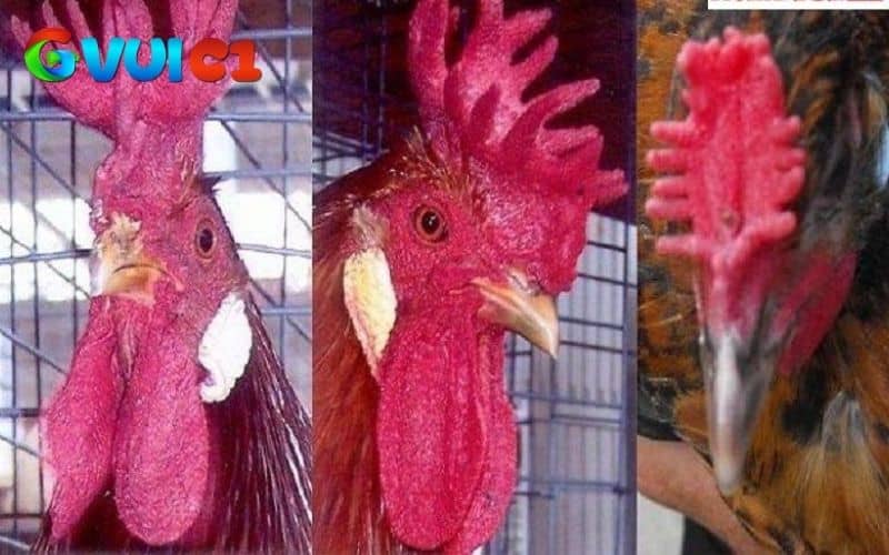 Hình dạng của gà mồng vua