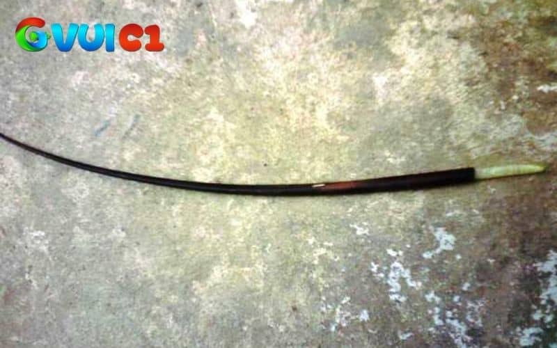 Hình dạng của lông voi