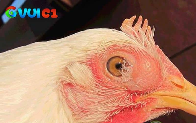 Kết hợp vệ sinh, cách lý và chăm sóc giúp gà nhanh chóng hồi phục