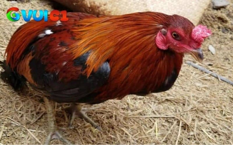 Khi gà bị tái mặt bạn nên điều chỉnh khẩu phần ăn phù hợp Khi gà bị tái mặt bạn nên điều chỉnh khẩu phần ăn phù hợp