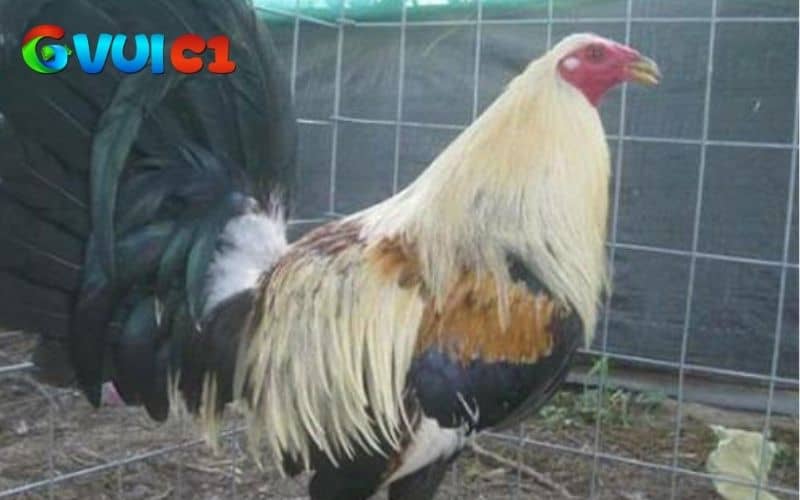 Khi xác định gà bị bệnh hãy điều trị bằng thuốc đặc trị giúp gà nhanh chóng khỏe mạnh Khi xác định gà bị bệnh hãy điều trị bằng thuốc đặc trị giúp gà nhanh chóng khỏe mạnh