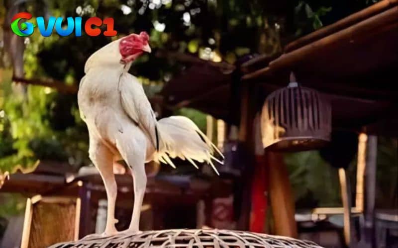 Không cho gà tái thi đấu quá sớm Không cho gà tái thi đấu quá sớm