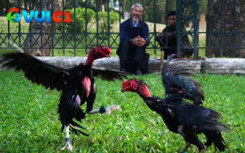 Máng ăn và nước uống luôn sạch sẽ