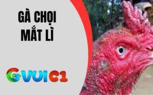 Mắt Gà Chọi Lì