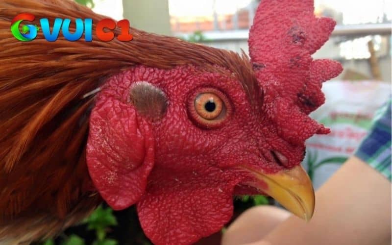 Mắt gà chọi lì là kiểu mắt lạnh lùng và có ánh nhìn sắc bén Mắt gà chọi lì là kiểu mắt lạnh lùng và có ánh nhìn sắc bén