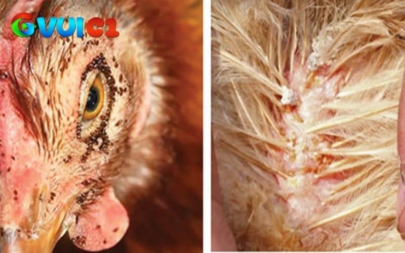 Mạt gà là ký sinh trùng có kích thích nhỏ và hút máu để sống Mạt gà là ký sinh trùng có kích thích nhỏ và hút máu để sống