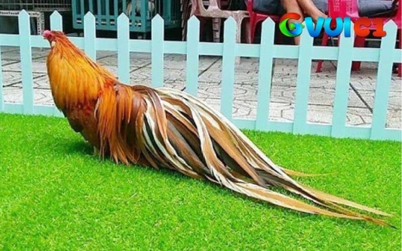 Mắt gà tre Tân Châu có đôi mắt trong và ánh nhìn sắc bén, có hồn Mắt gà tre Tân Châu có đôi mắt trong và ánh nhìn sắc bén, có hồn