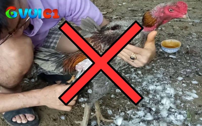 Nên để gà thay tự nhiên không nên tá động tránh dẫn đến nhiều hệ lụy