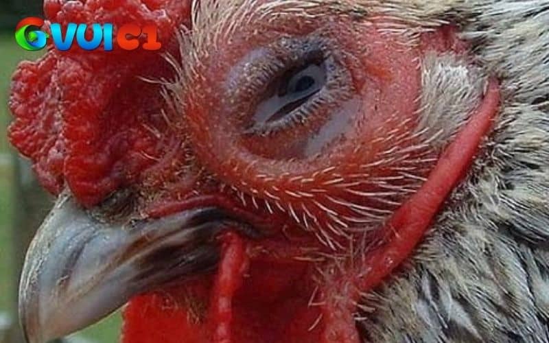 Nguyên nhân chính bệnh CRD ở gà do vi khuẩn Mycoplasma gallisepticum