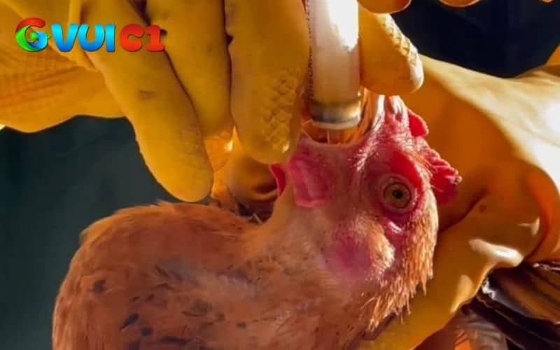 Nhét tỏi trực tiếp vào miệng gà