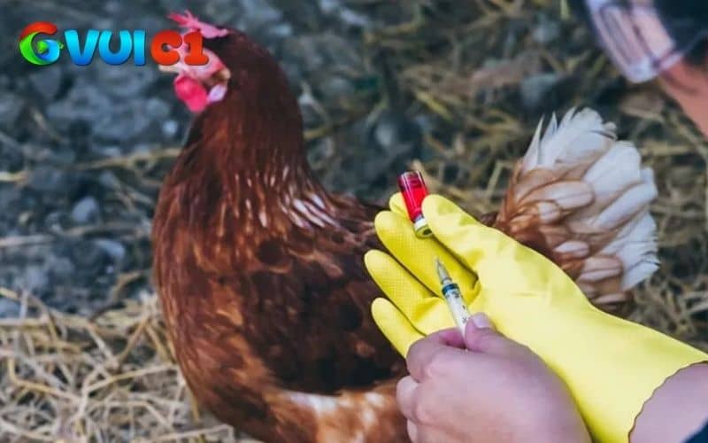 Những cách điều trị bệnh dịch tả gà Những cách điều trị bệnh dịch tả gà