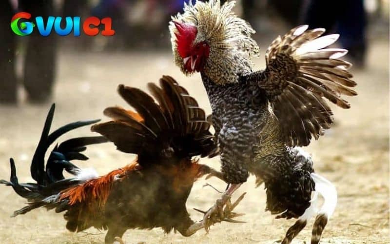 Những cách nhận biết gà chọi đá mé Những cách nhận biết gà chọi đá mé