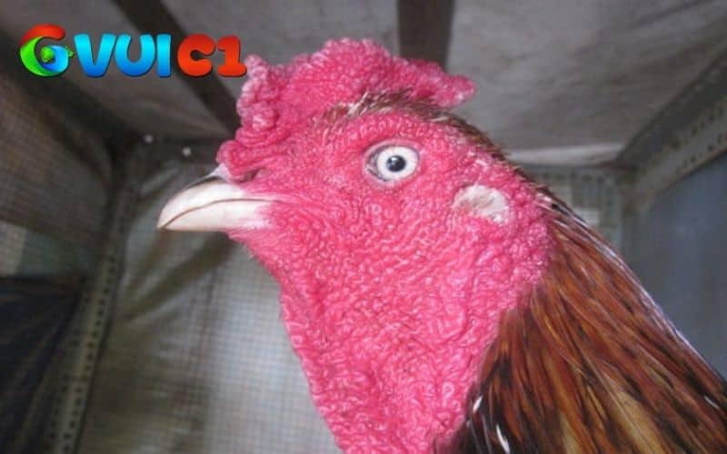 Những đặc điểm nhận diện gà chọi mắt lì Những đặc điểm nhận diện gà chọi mắt lì