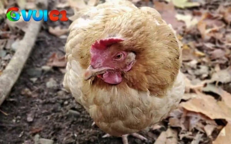 Những dấu hiệu nhận biết bệnh dịch tả gà Những dấu hiệu nhận biết bệnh dịch tả gà