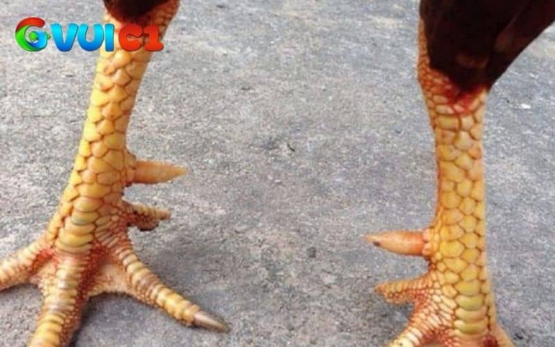 Những loại chân gà chọi đẹp không nên chọn Những loại chân gà chọi đẹp không nên chọn